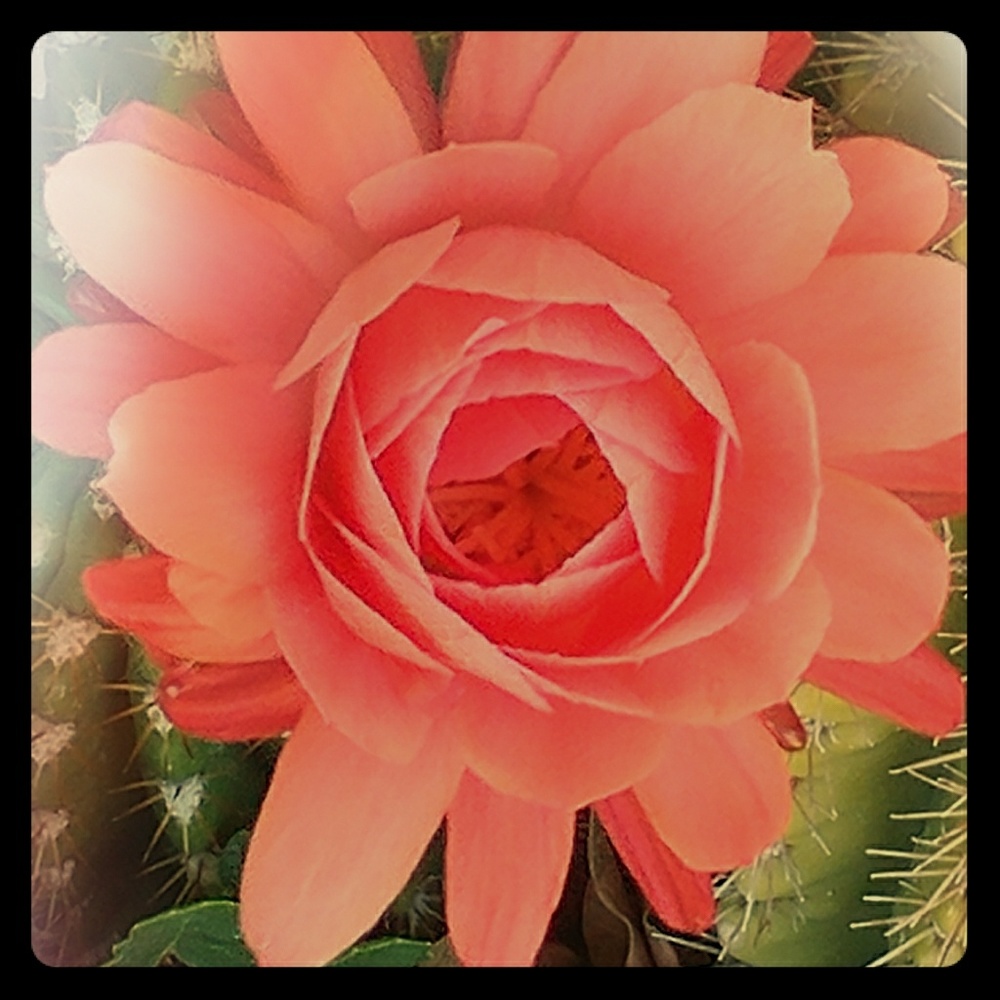 Spring flowers hope you had  a beautiful day